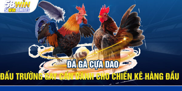 Đá Gà Cựa Dao – Đấu Trường Gay Cấn Dành Cho Chiến Kê Hàng Đầu