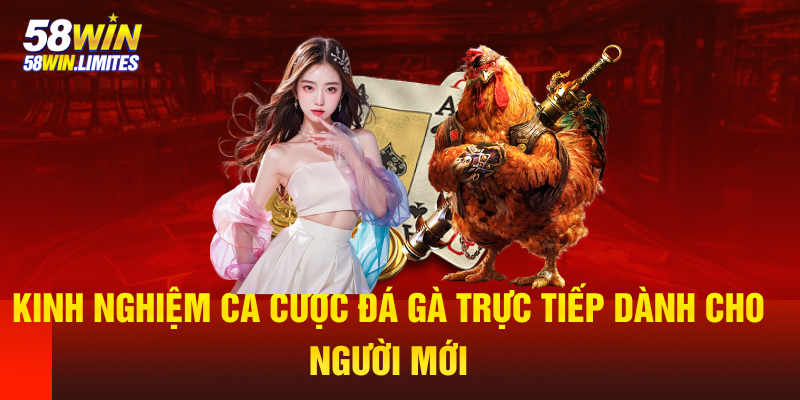 Kinh nghiệm cá cược đá gà trực tiếp dành cho người mới