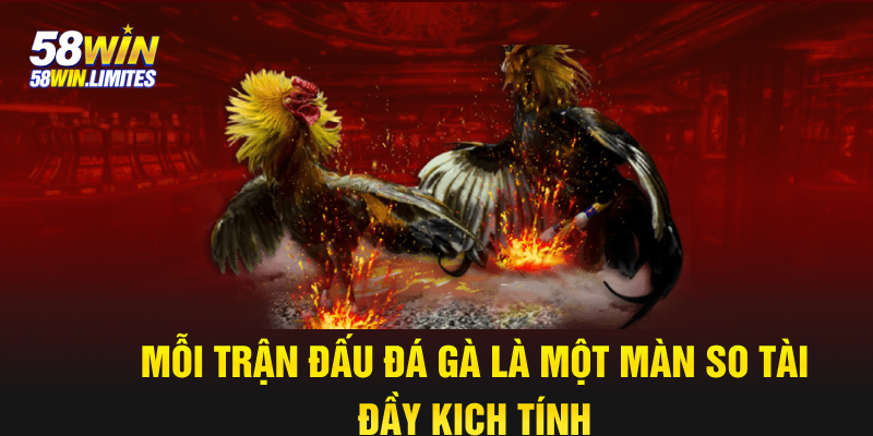 Mỗi trận đấu đá gà là một màn so tài đầy kịch tính