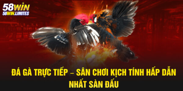 Đá gà trực tiếp – Sân chơi kịch tính hấp dẫn nhất sàn đấu